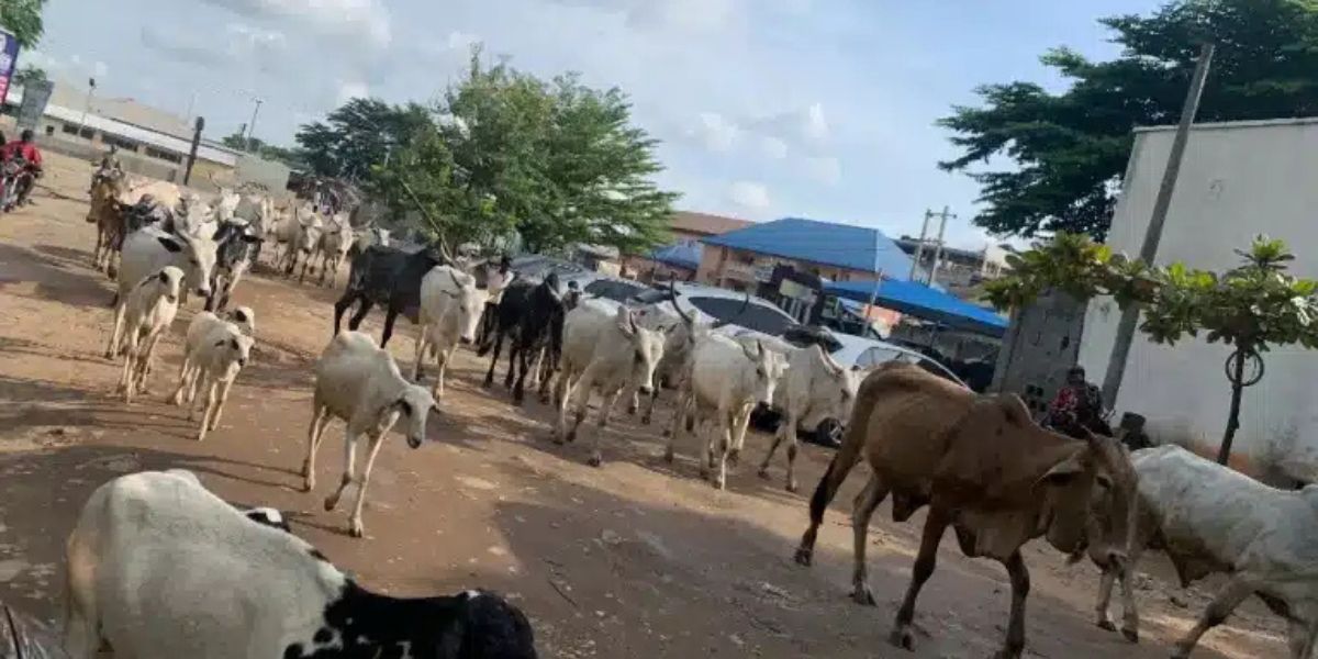 Cows roam Abuja despite Wike’s anti-grazing warning